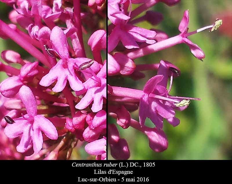 Centranthus ruber (Linné) De Candolle, 1805 #45141