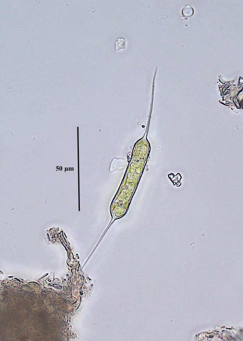 Centritractus sp #83752