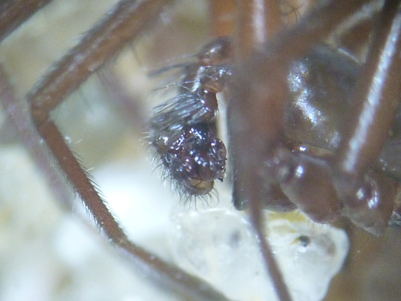 Centromerita bicolor - Linyphiidae #13231