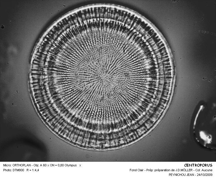 CENTROPORUS #32237