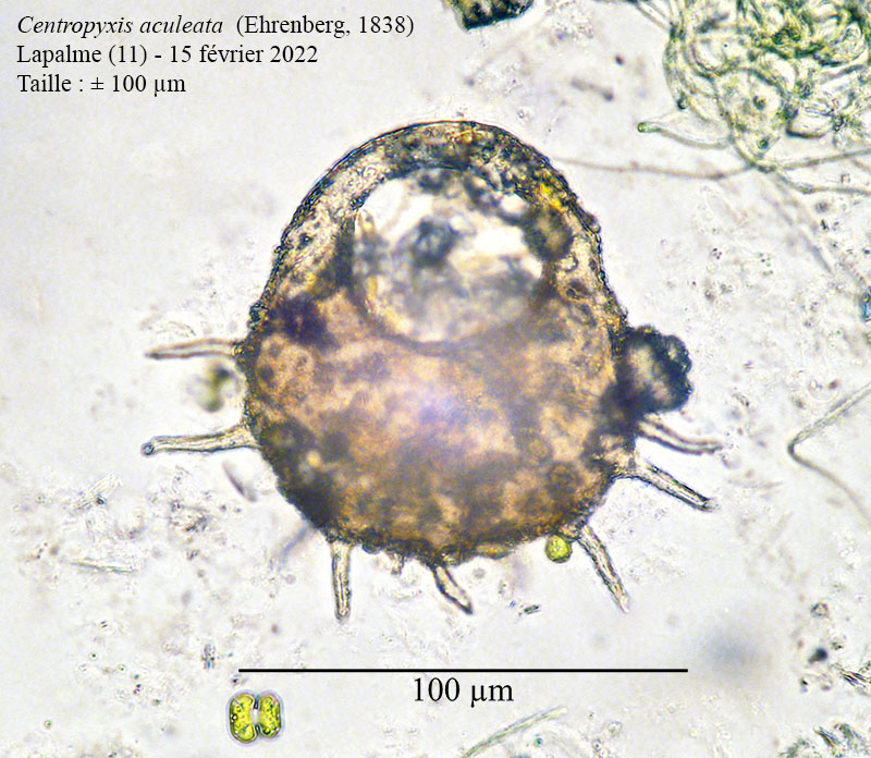 Centropyxis aculeata #70512