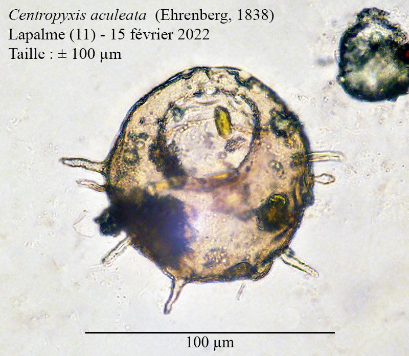 Centropyxis aculeata #70511