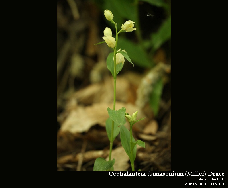 Cephalantera damasonium (Miller) Druce #22196