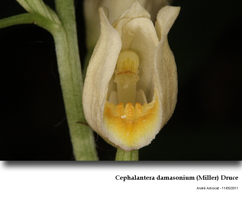 Cephalantera damasonium (Miller) Druce #22199