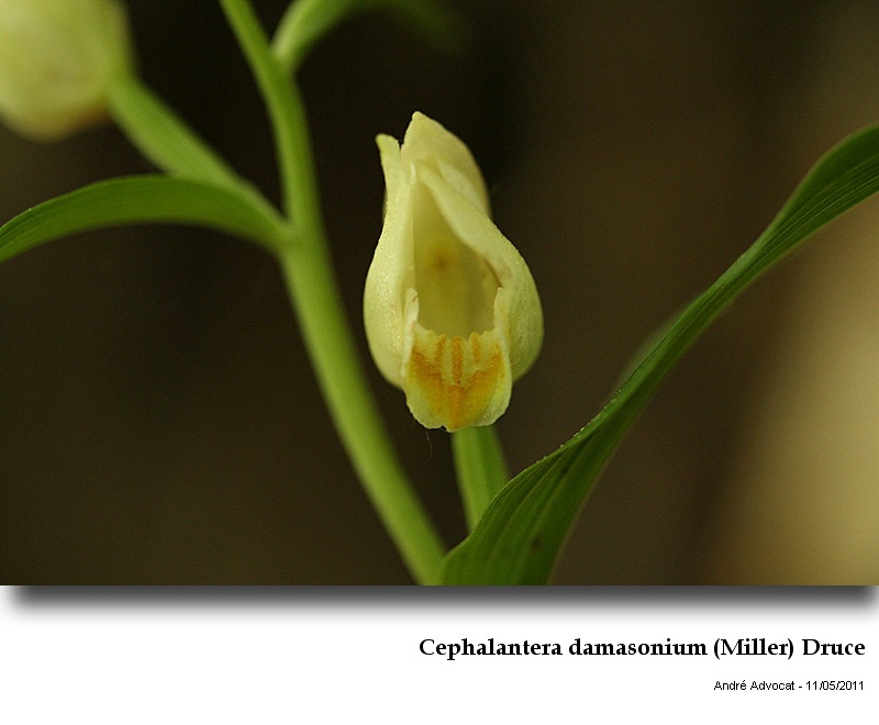 Cephalantera damasonium (Miller) Druce #22197