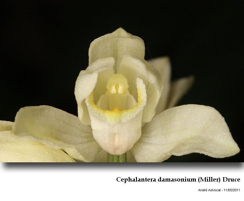 Cephalantera damasonium (Miller) Druce #22198