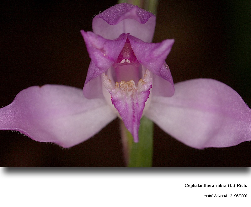 Cephalanthera rubra (L.) Rich. #11312