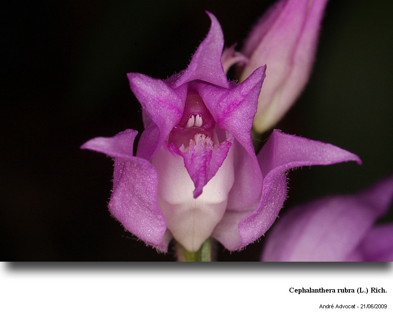 Cephalanthera rubra (L.) Rich. #11311