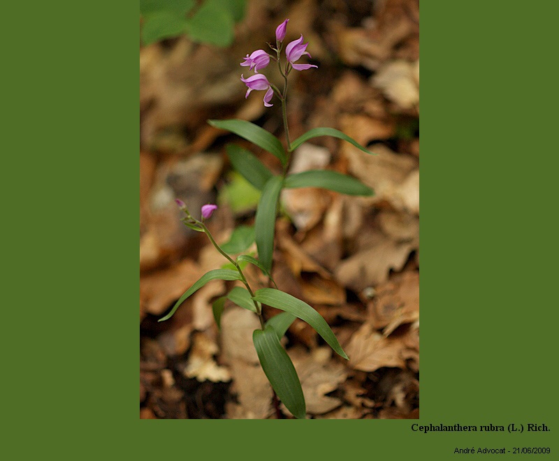 Cephalanthera rubra (L.) Rich. #11310