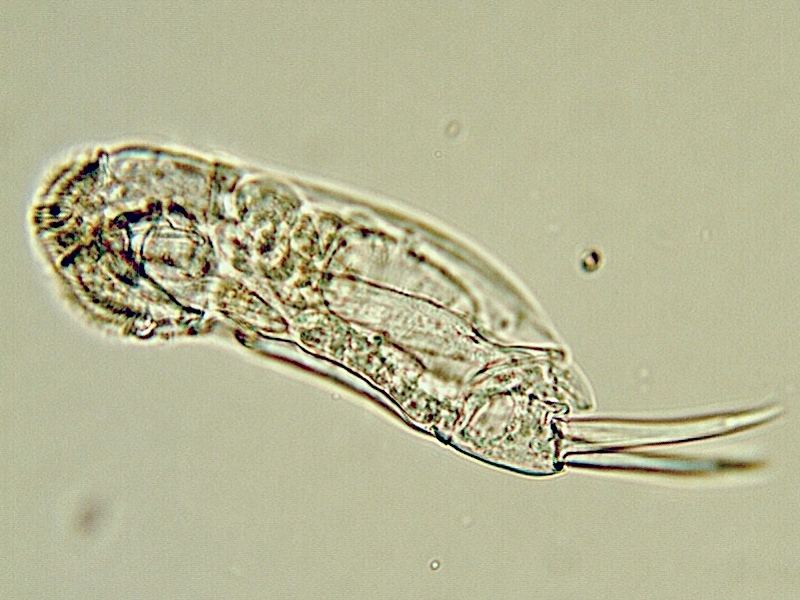 Cephalodella forficata Ehremberg, 1832 #17905