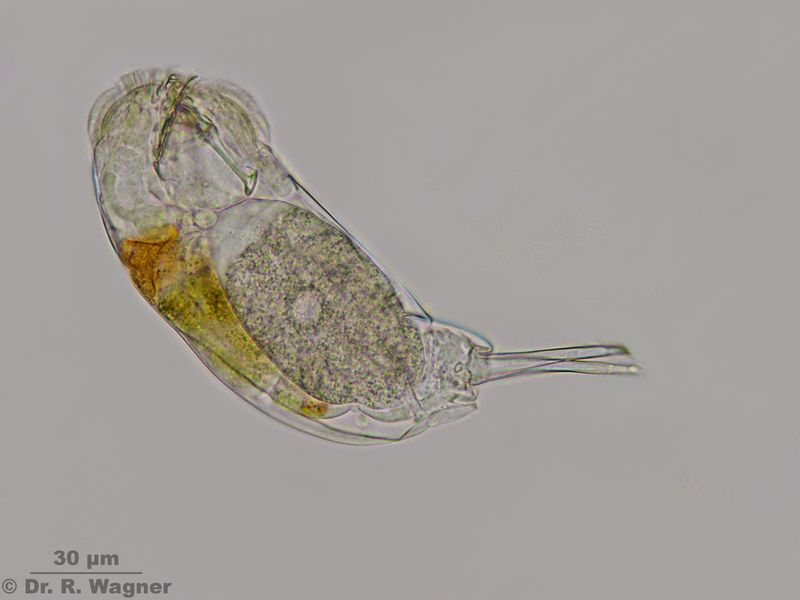 Cephalodella forficata #21408