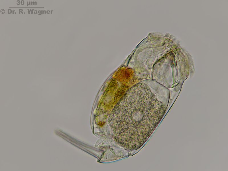 Cephalodella forficata #21407