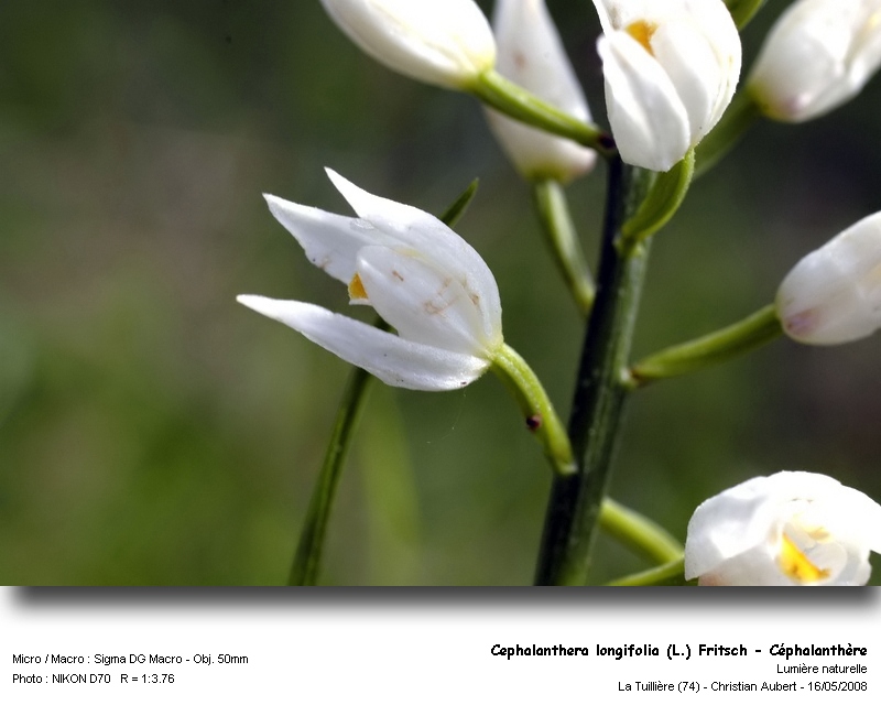 Cephanlanthera longifolia (L.) Fritsch - (Orchidacées) #3899