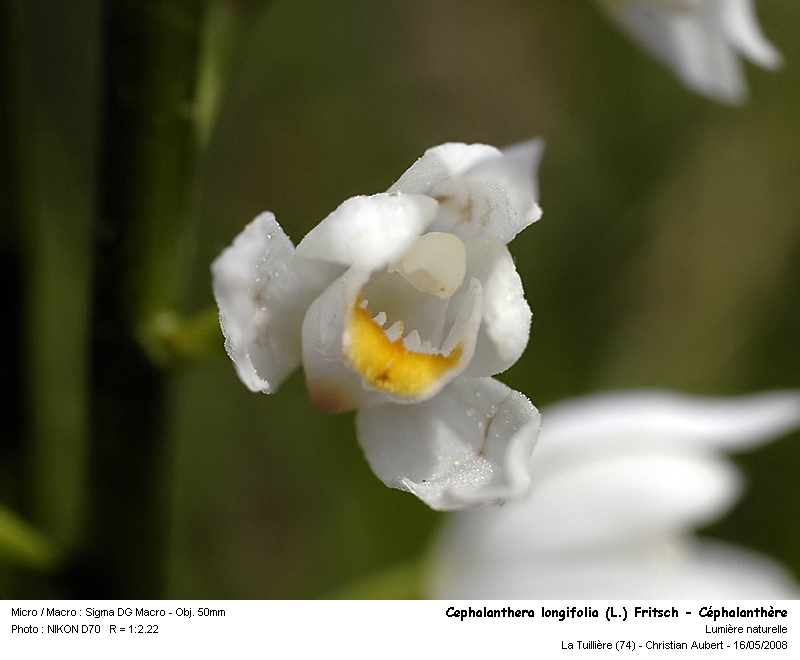 Cephanlanthera longifolia (L.) Fritsch - (Orchidacées) #3900