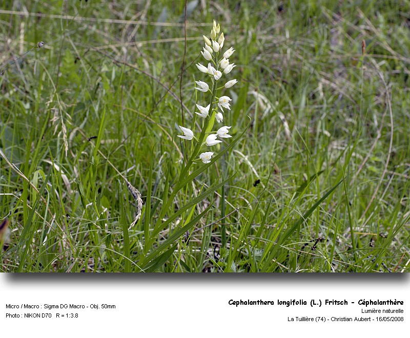 Cephanlanthera longifolia (L.) Fritsch - (Orchidacées) #3897
