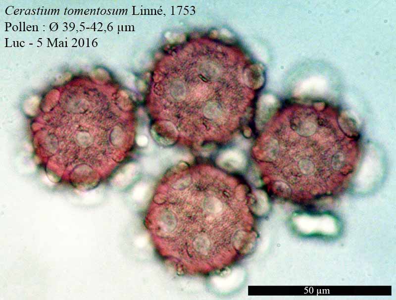 Cerastium tomentosum Linné, 1753 #45191