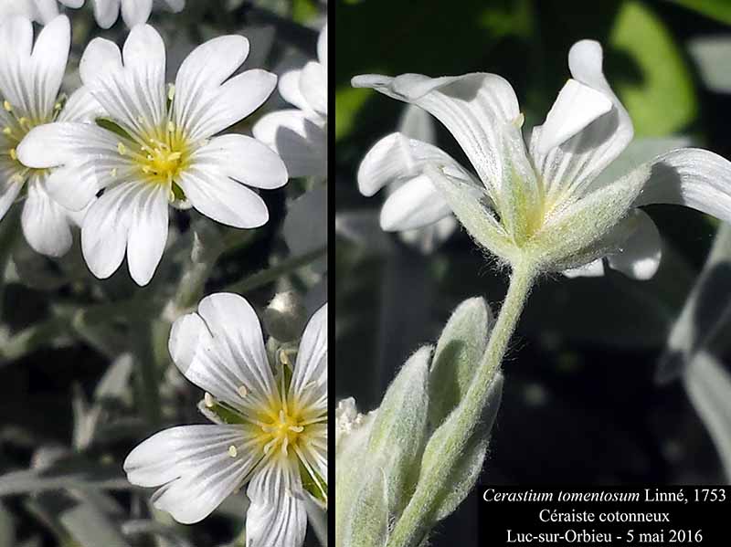 Cerastium tomentosum Linné, 1753 #45189