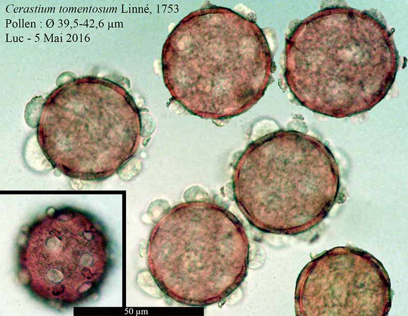 Cerastium tomentosum Linné, 1753 #45190