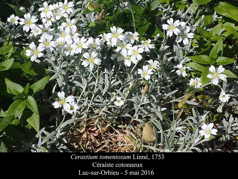 Cerastium tomentosum Linné, 1753 #45186