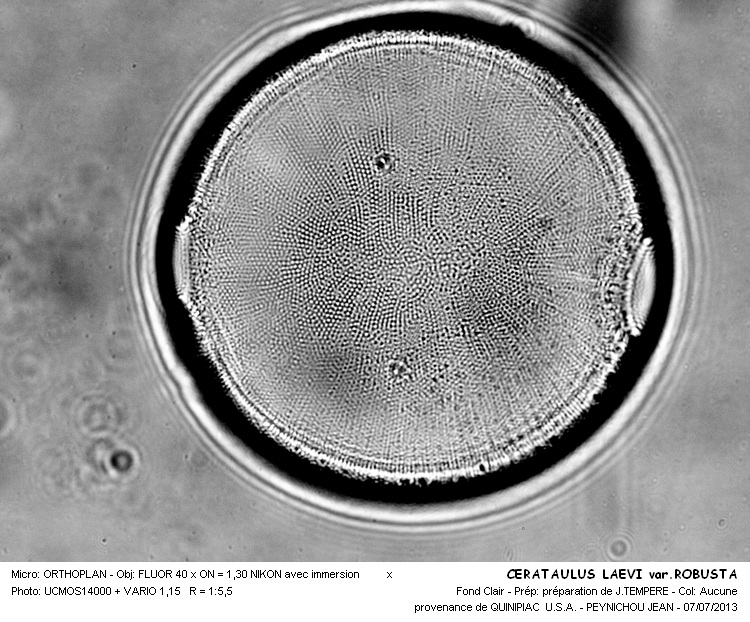 CERATAULUS LAEVI var. ROBUSTAS #32603