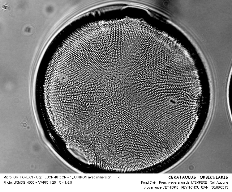 CERATAULUS ORBICULARIS #32533