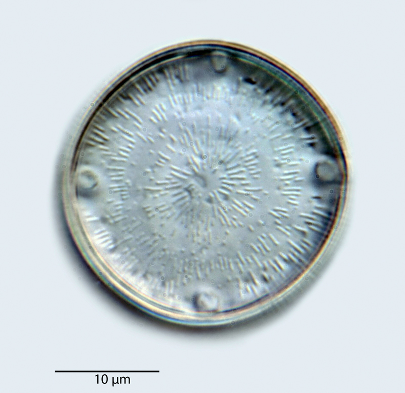 Cerataulus rotundus #40749