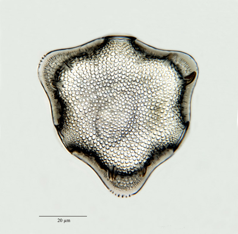 Cerataulus subangulatus Gr. & St. #22869