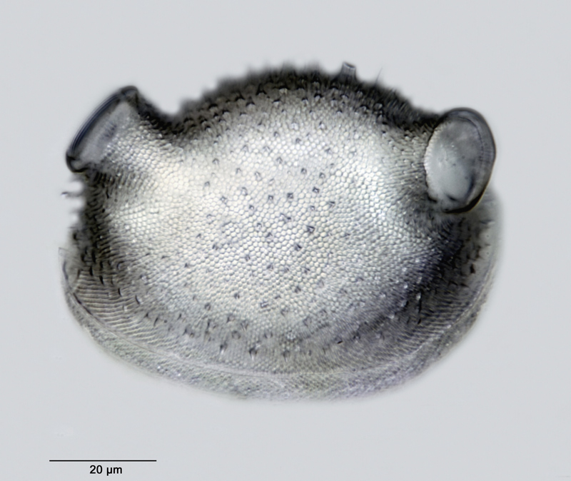 Cerataulus turgidus #48580