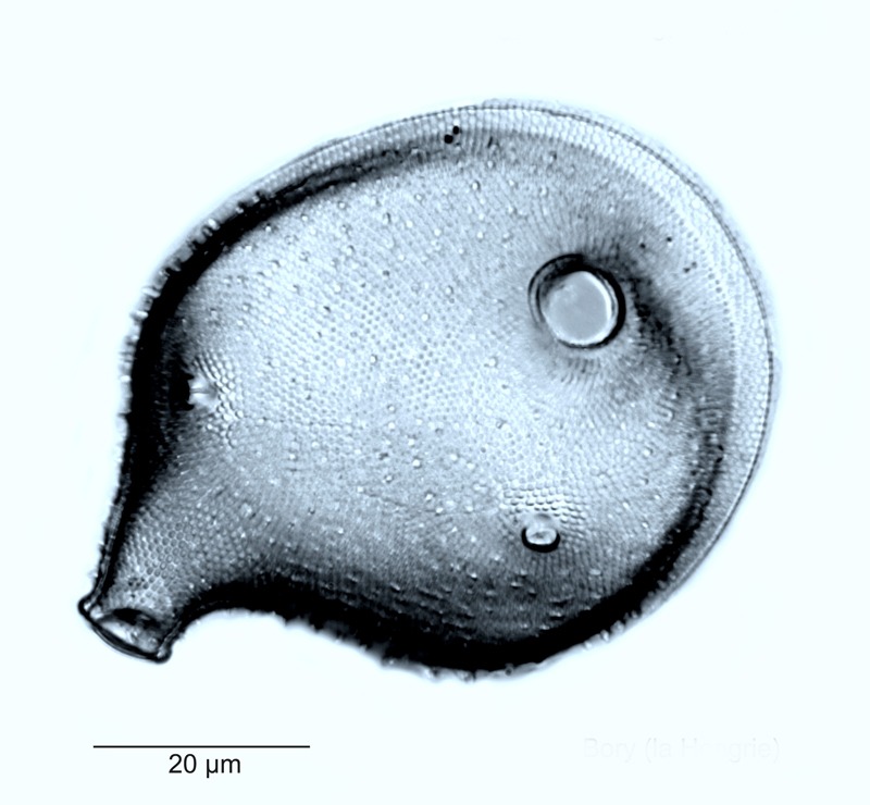 Cerataulus turgidus #52847