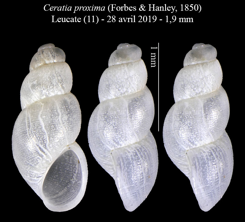 Ceratia proxima #60713