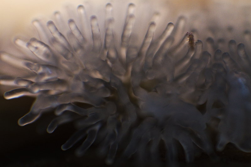 Ceratiomyxa fruticulosa (Müller) Macbr. #42023