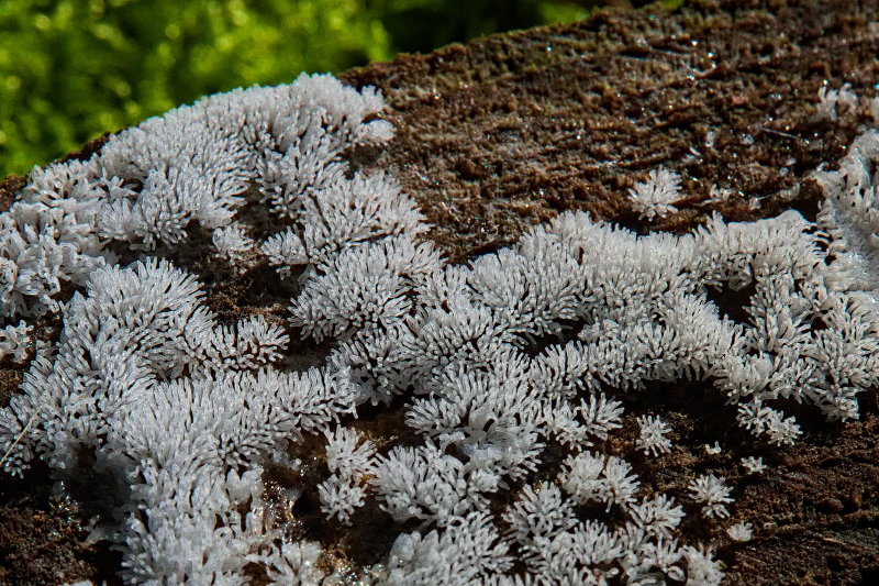 Ceratiomyxa fruticulosa (Müller) Macbr. #42024