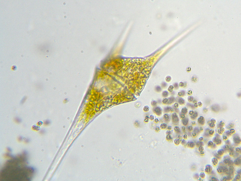 Ceratium cf hirundinella - Cératiacées - Péridiniales #5854