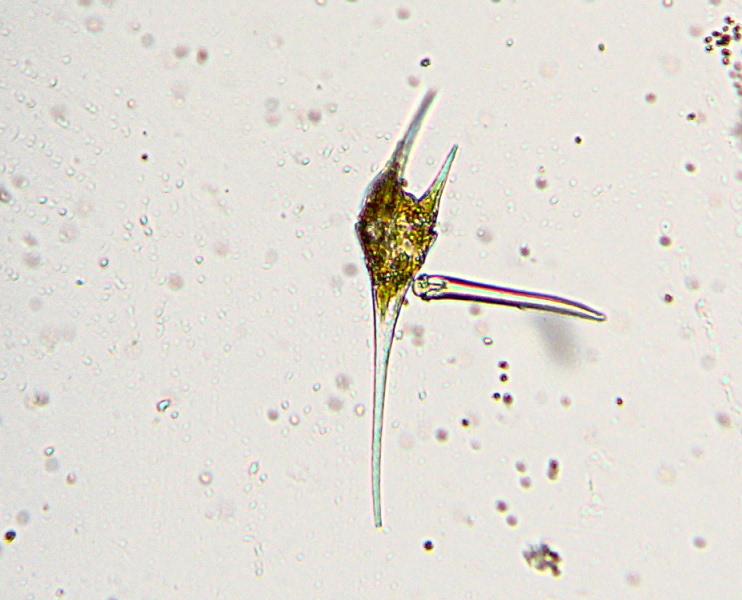 Ceratium cf hirundinella - Cératiacées - Péridiniales #5853