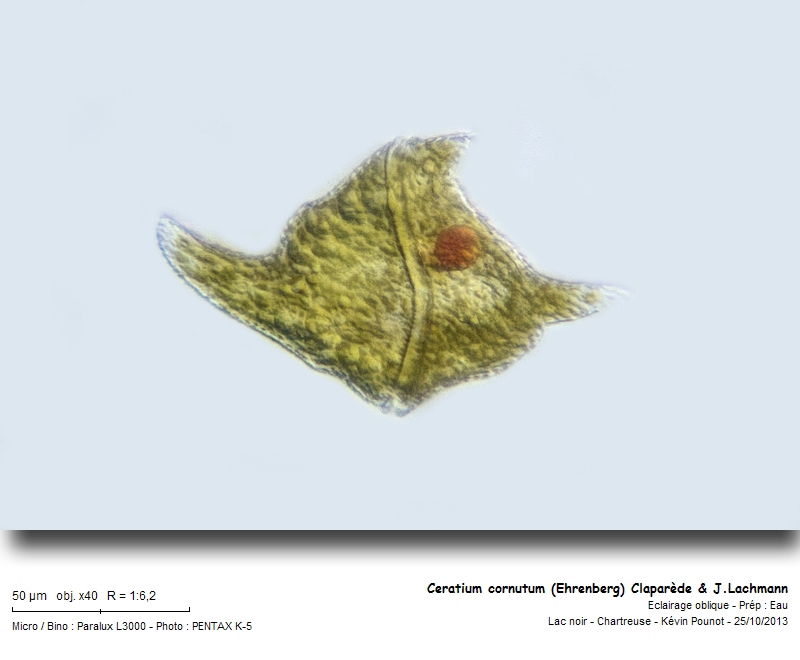Ceratium cornutum (Ehrenberg) Claparède & J.Lachmann #34487