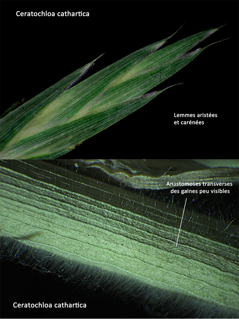 Ceratochloa cathartica (Valh) Herter #64495