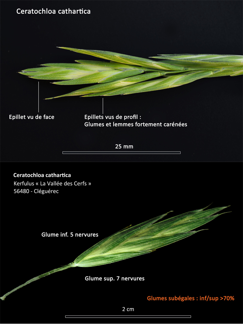 Ceratochloa cathartica (Valh) Herter #64498