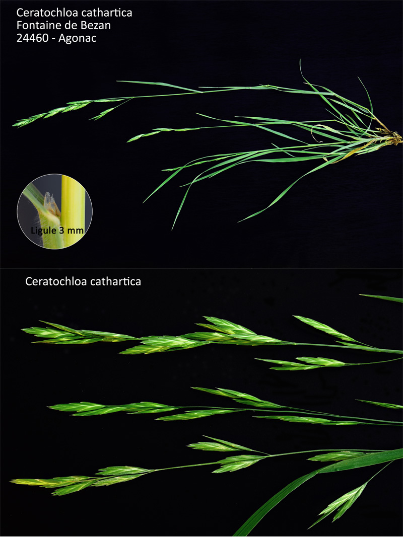 Ceratochloa cathartica (Valh) Herter #64493