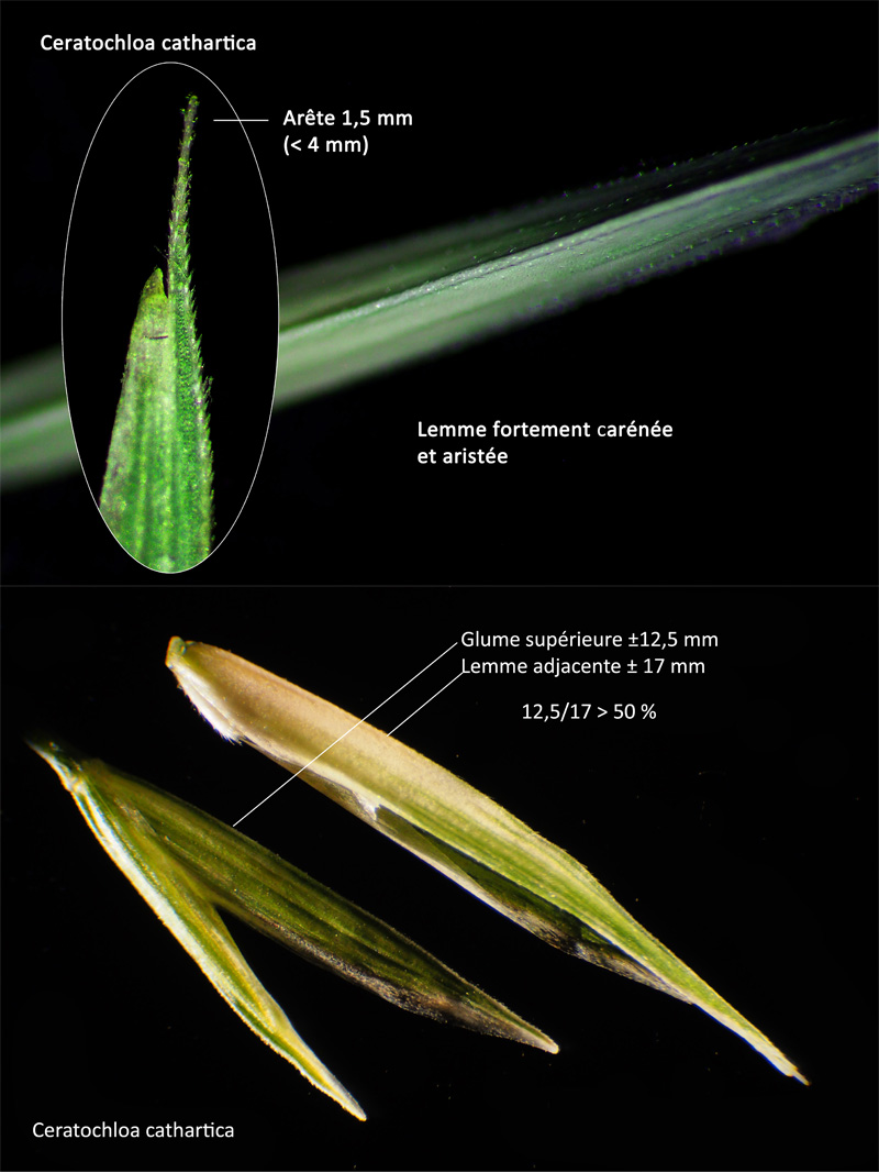 Ceratochloa cathartica (Valh) Herter #64499