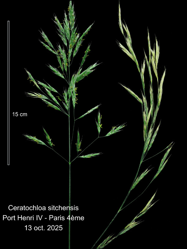 Ceratochloa sitchensis (Trin.) Cope & Ryves – Le Brome de Sitka #84568