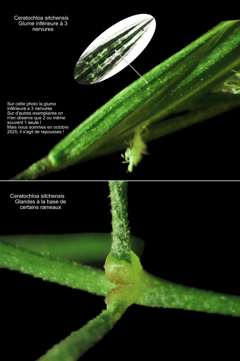 Ceratochloa sitchensis (Trin.) Cope & Ryves – Le Brome de Sitka #84571