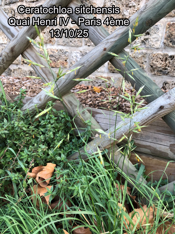 Ceratochloa sitchensis (Trin.) Cope & Ryves – Le Brome de Sitka #84567