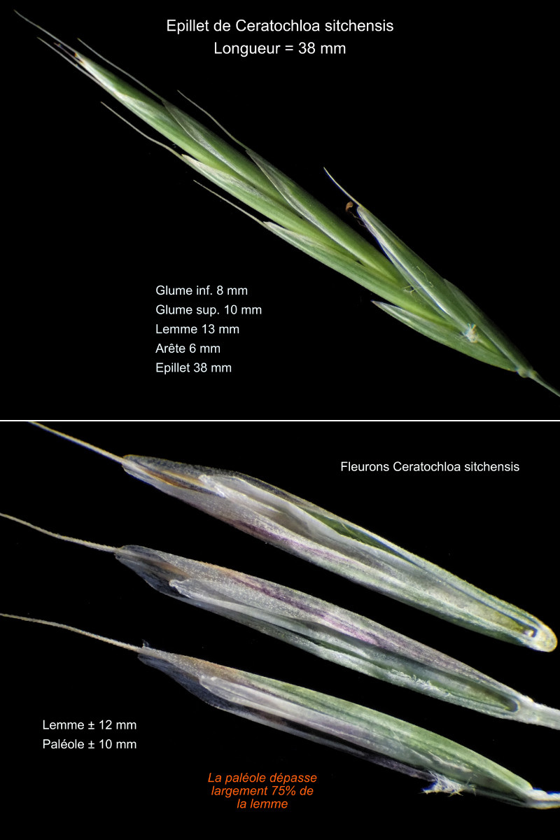 Ceratochloa sitchensis (Trin.) Cope & Ryves – Le Brome de Sitka #84569
