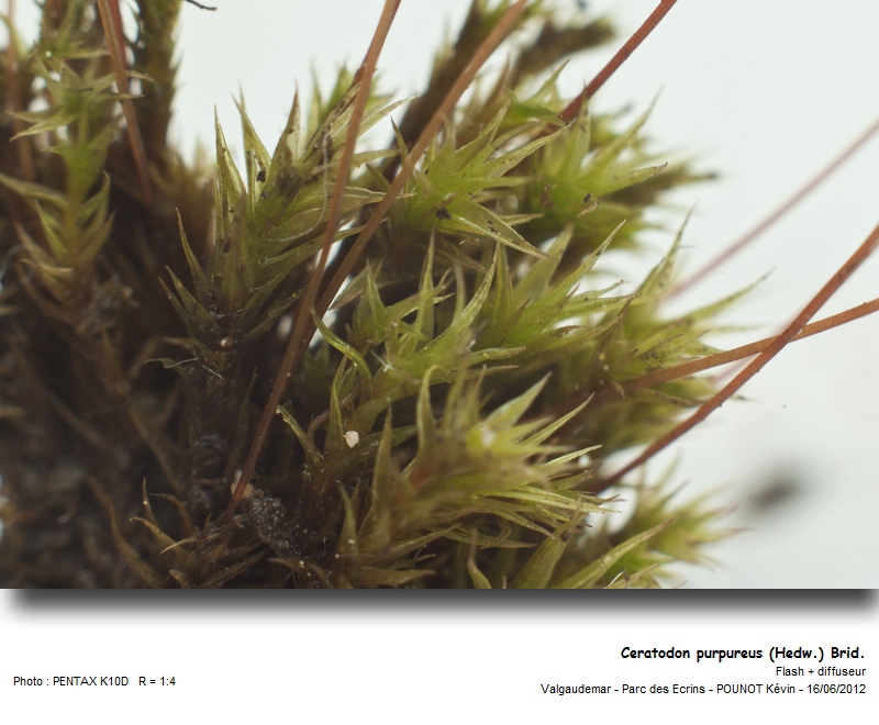 Ceratodon purpureus (Hedw.) Brid. #27442