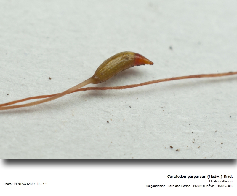 Ceratodon purpureus (Hedw.) Brid. #27441