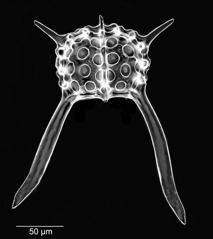 Ceratospyris didiceros #78289