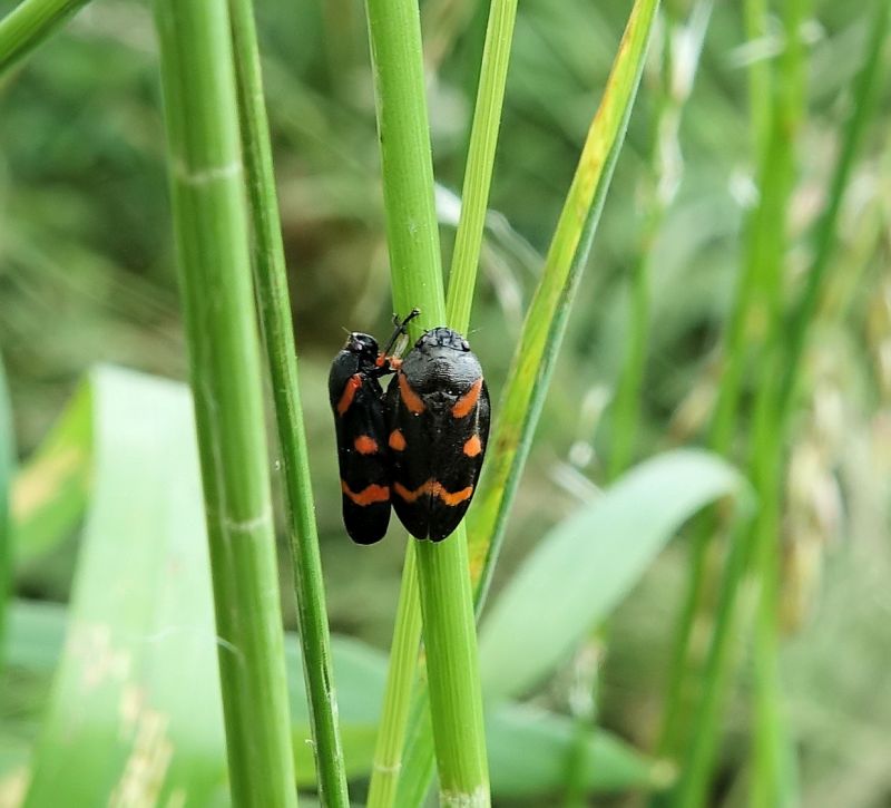Cercopis intermedia - Cercope intermédiaire #70671