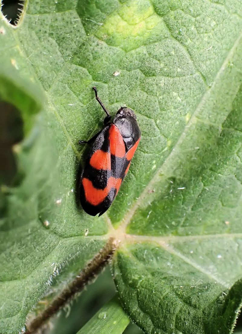 Cercopis vulnerata - Cercope sanguin #70663