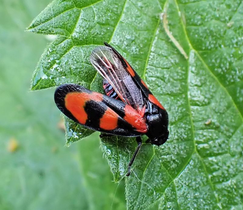 Cercopis vulnerata - Cercope sanguin #70665