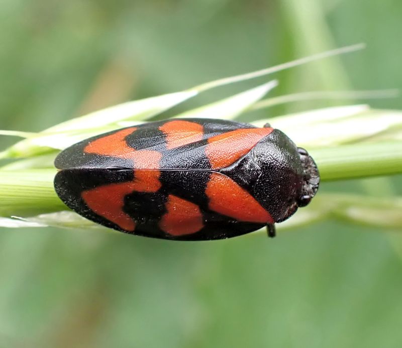 Cercopis vulnerata - Cercope sanguin #70666